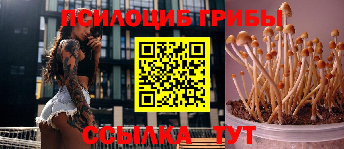 Избербаш  Псилоцибиновые грибы Psilocybe  Вход с VPN 